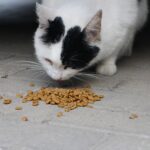 Why Do Cats Play With Their Food