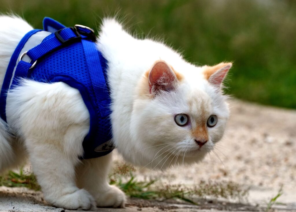 Why Does A Harness Calm My Cat
